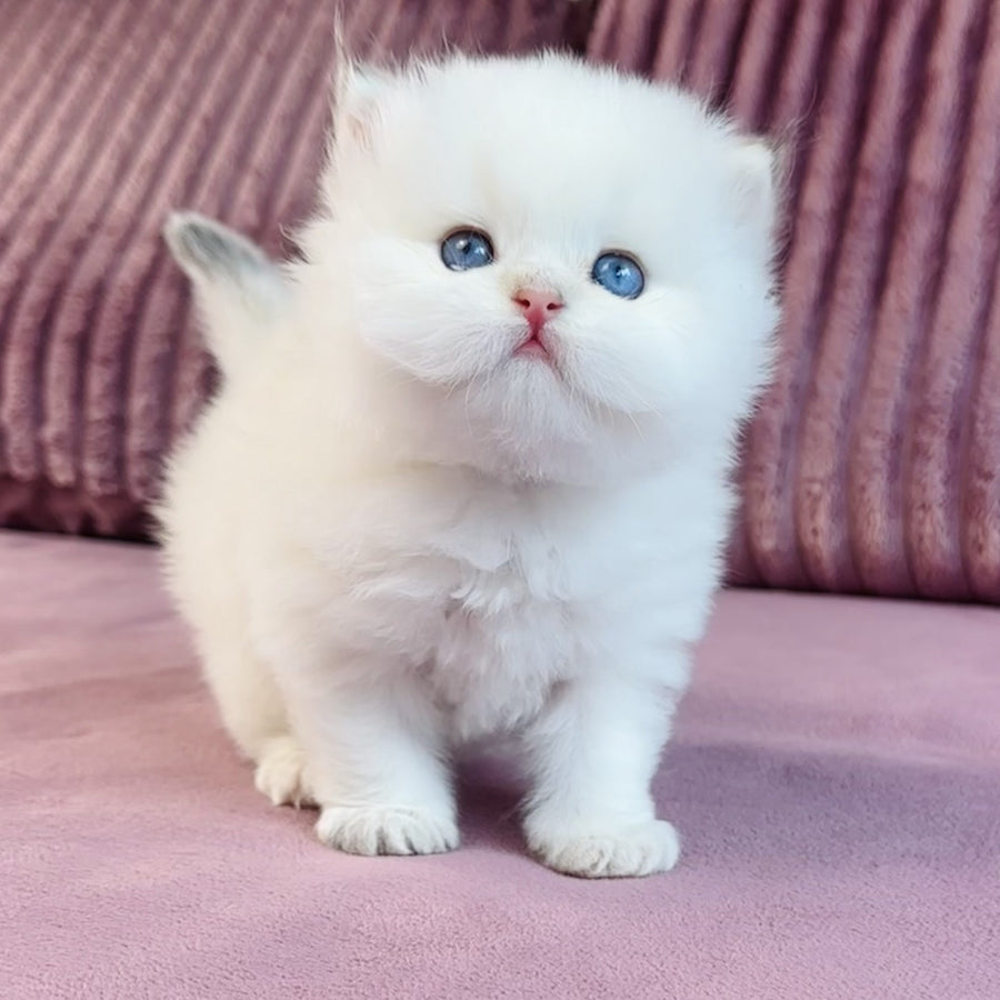 Imperial Leo British Longhair male, blue golden chinchilla pointed