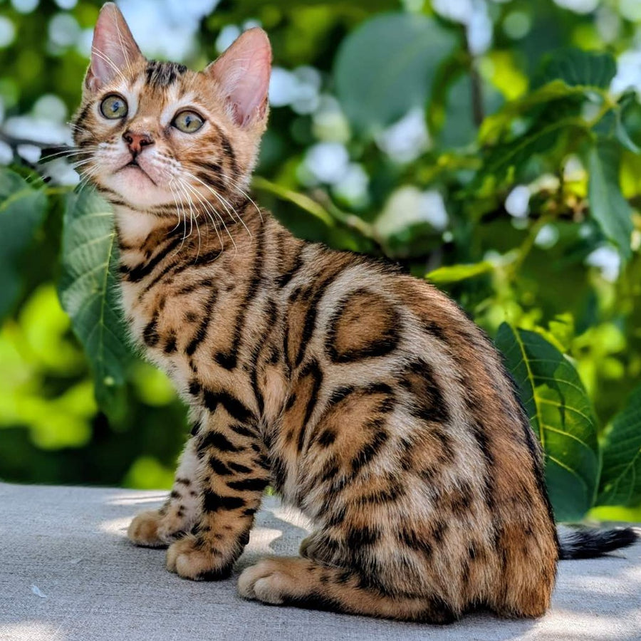 Zeus Bengal male, black spotted tabby