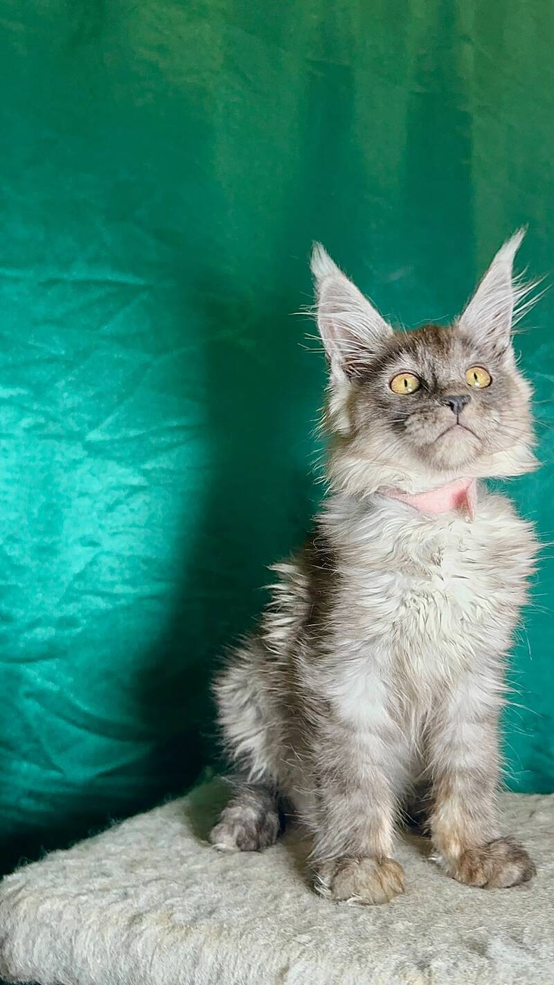 Maria Maine Coon female, black silver