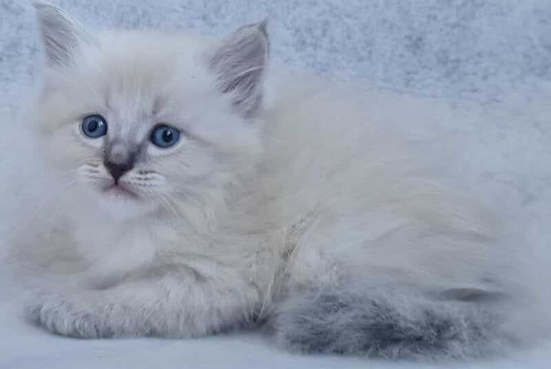 Xan Siberian male, blue tabby pointed