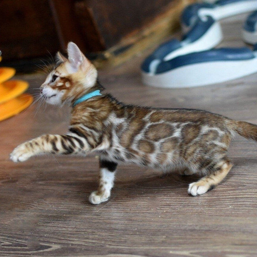 Perseus Bengal male, black spotted tabby