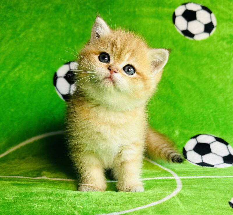 Cosmos British Shorthair male black golden spotted tabby - live animals