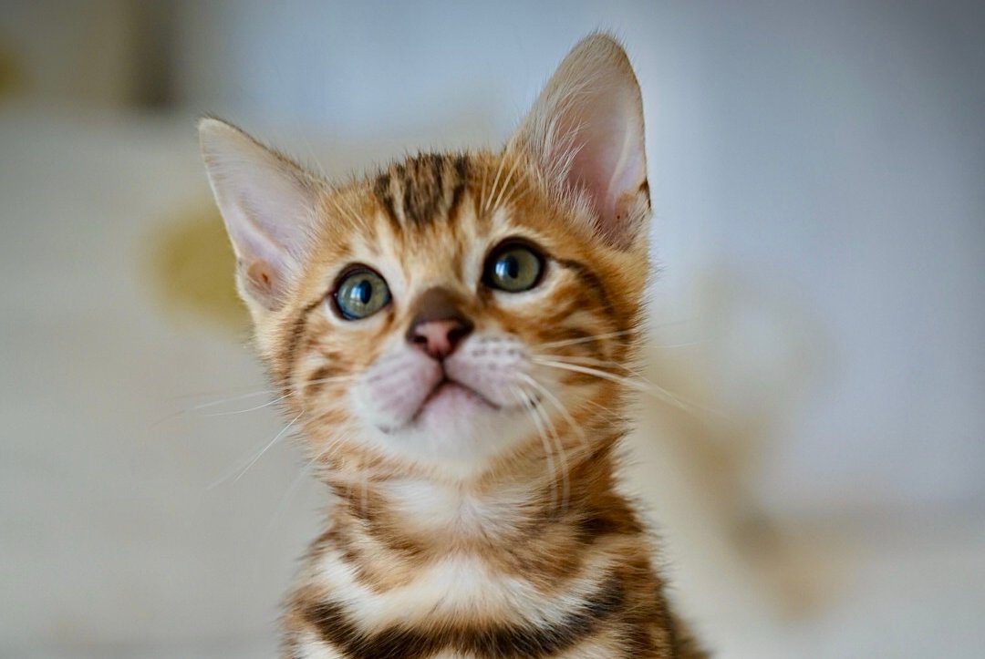 Jazzy Bengal male, black spotted tabby