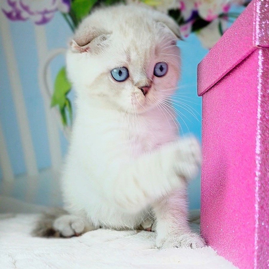 Chester Scottish Fold male, chocolate tabby pointed