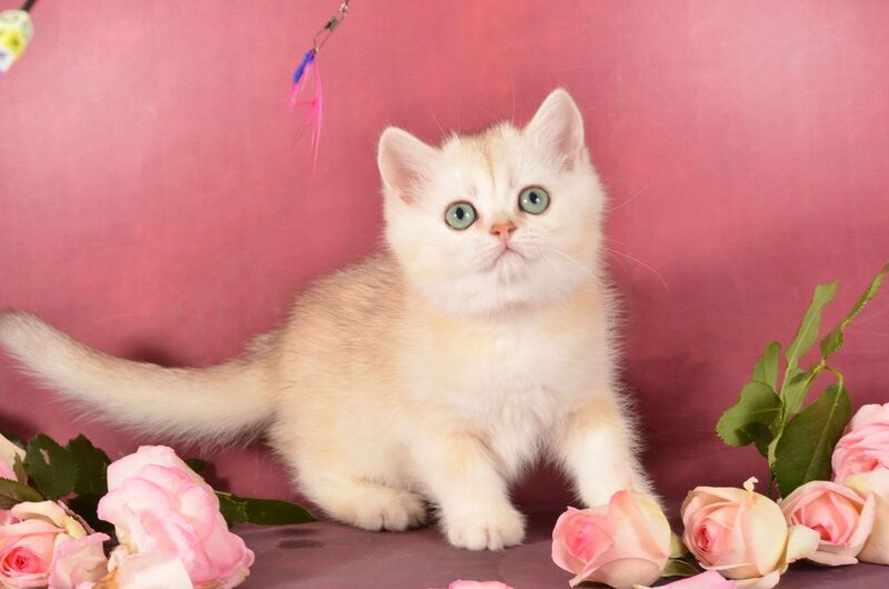 Olivka Scottish Straight female, chocolate tortie silver shaded