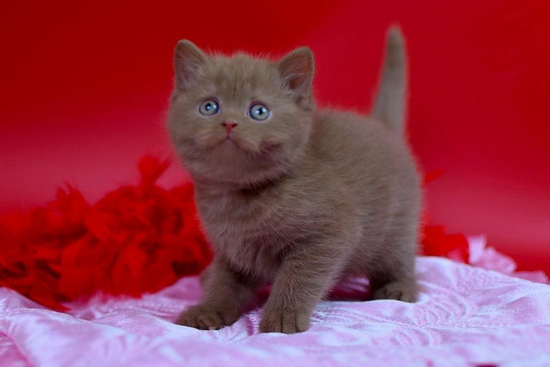 Yanka British Shorthair female cinnamon - live animals