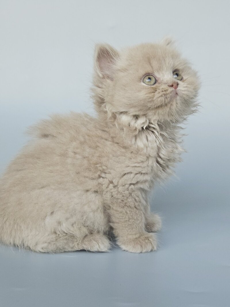 Angel British Longhair male, fawn