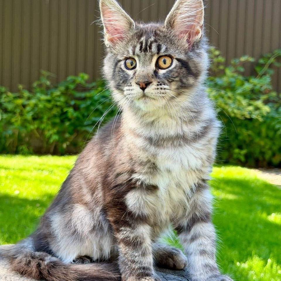 Naomi Maine Coon female, black tabby