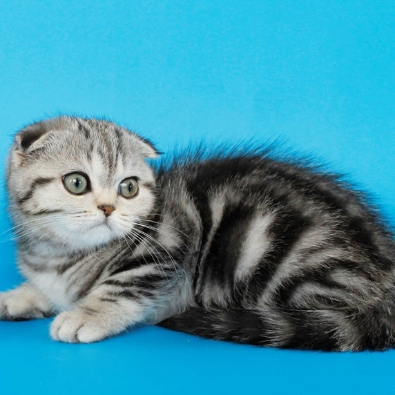 Zhizel Scottish Fold female, black silver tabby