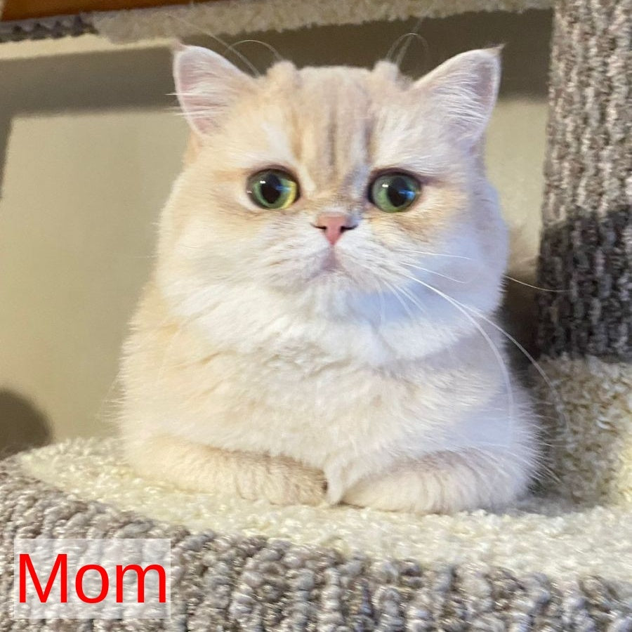 Viking British Shorthair male, blue golden shaded