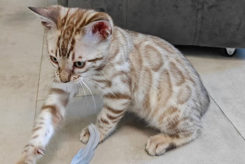Henly Bengal male black spotted tabby pointed - live animals