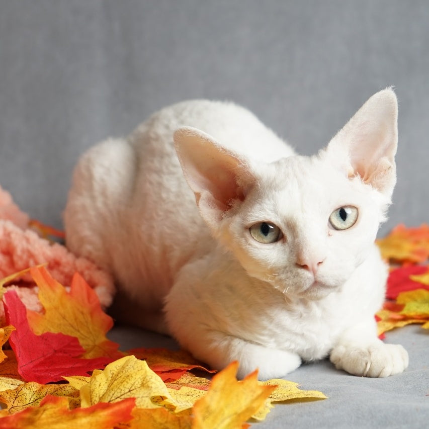 Nika Devon Rex female, white