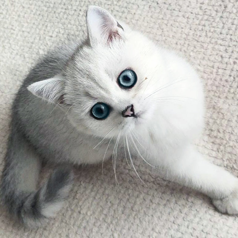 Illarion British Shorthair male, black silver shaded