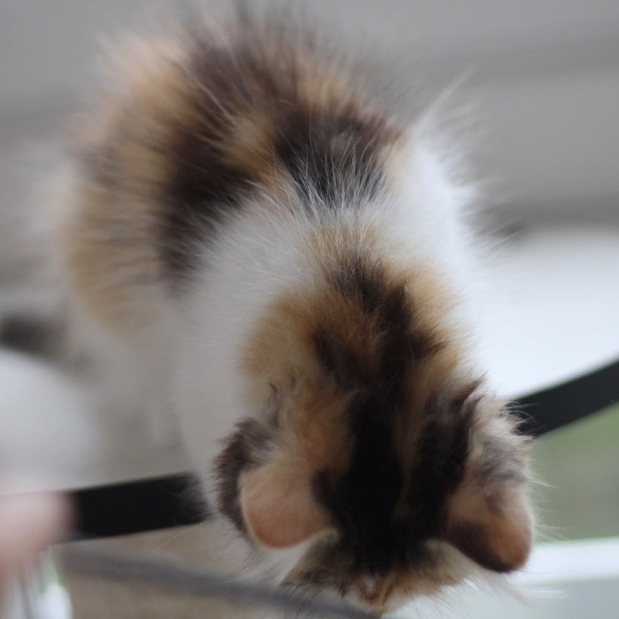 Kvetka Siberian female, black tortie tabby bicolour