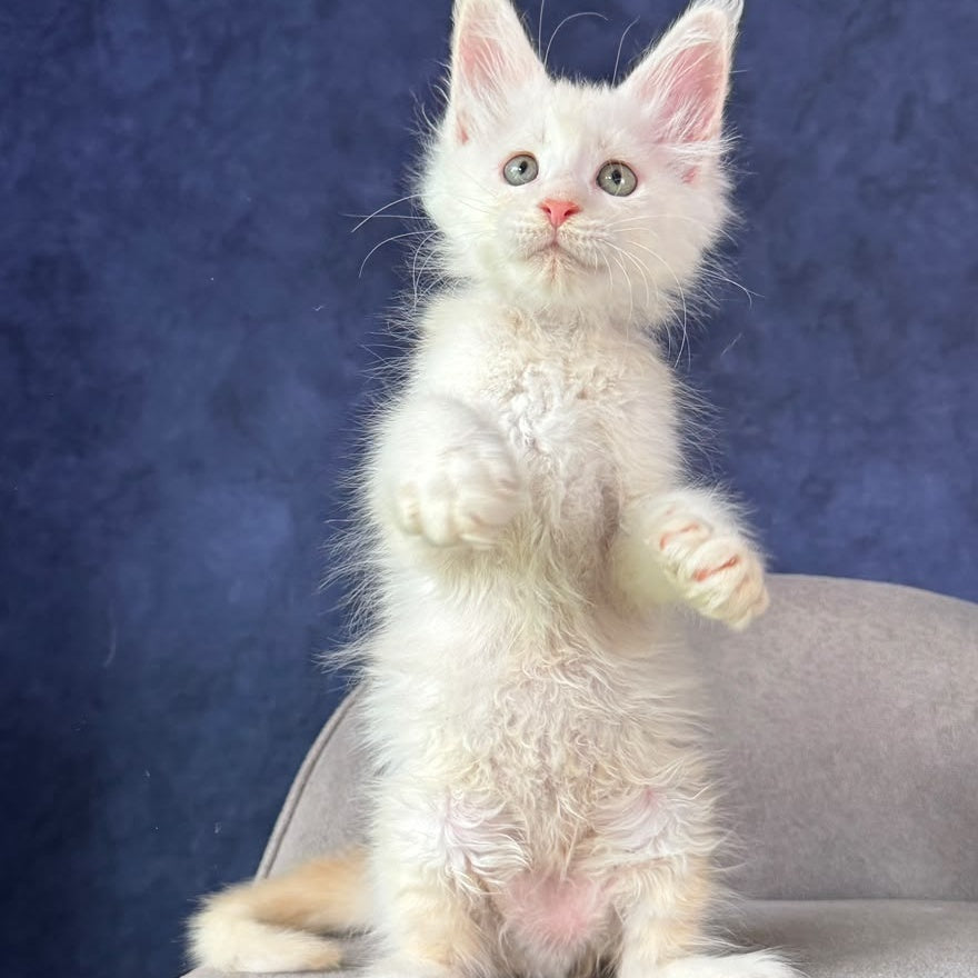 Taivar Maine Coon male, red silver shaded