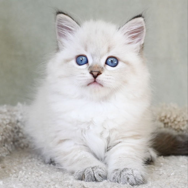Karat Siberian male, black tabby pointed
