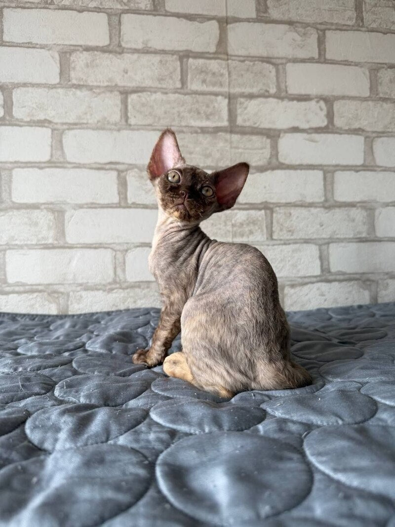 Massi Devon Rex female, chocolate tortie