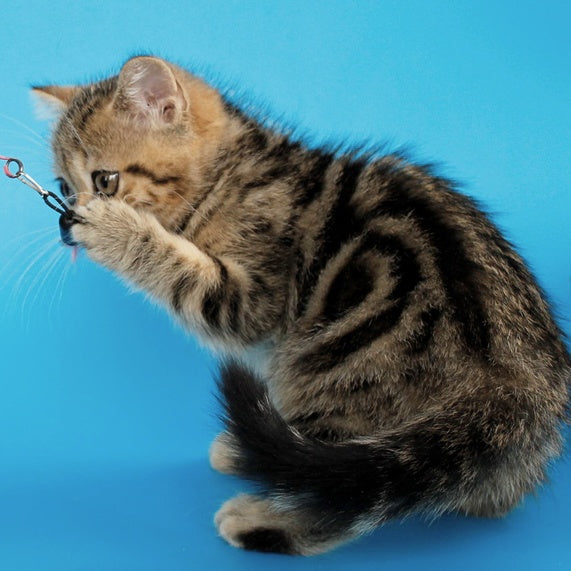 Yamina British Shorthair female, black tabby
