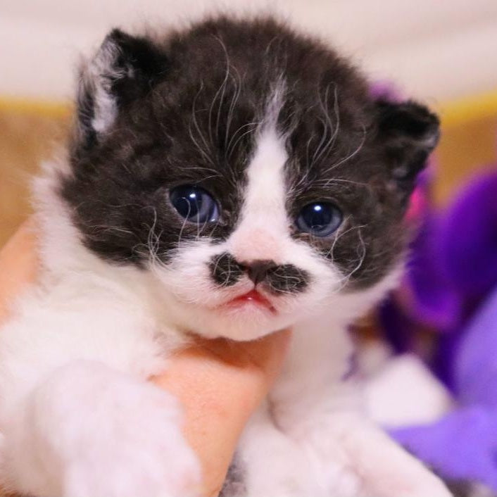 Derec Selkirk Rex male, black bicolour
