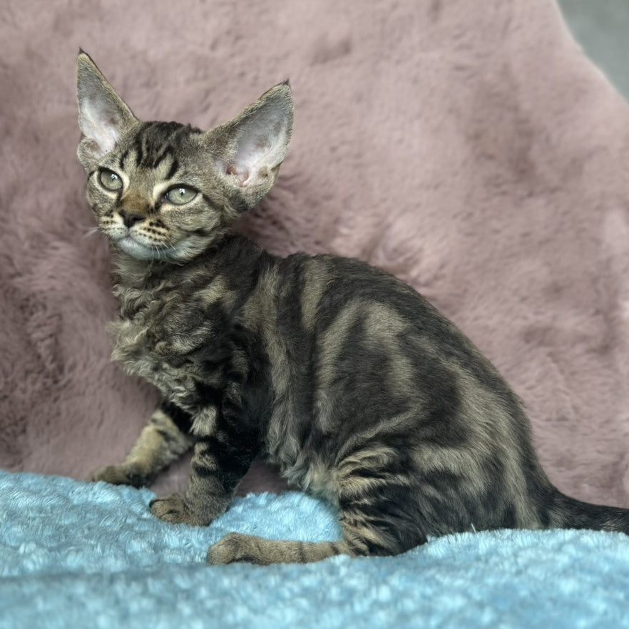 Xanti Devon Rex female, black tabby