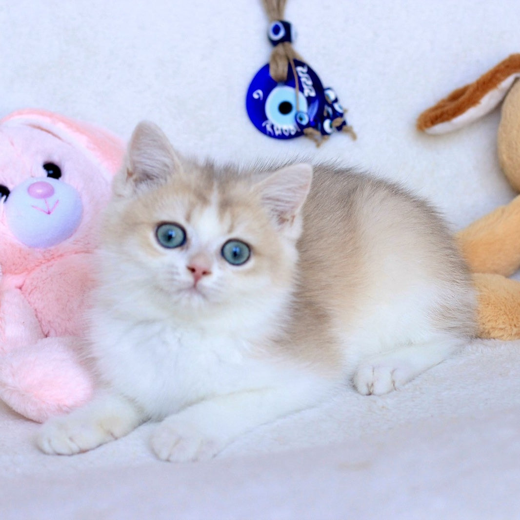 Watson British Shorthair male, blue golden chinchilla bicolour