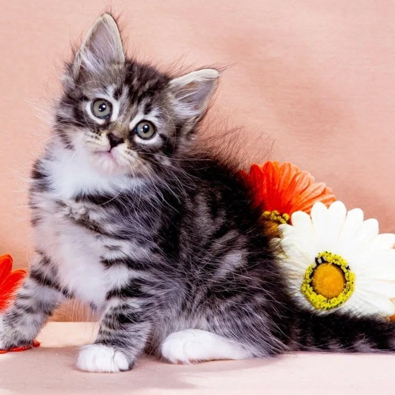 Zhikharka Siberian male, black with white spotted tabby