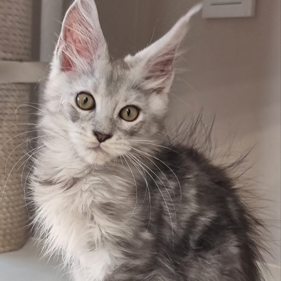 Elisa Maine Coon female, black silver tabby