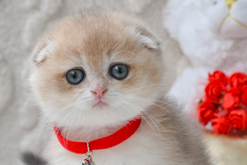 Marco Scottish Fold male, blue golden chinchilla