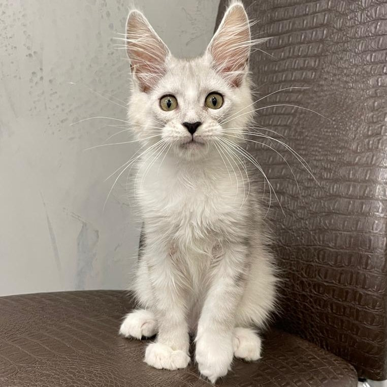 Kira Maine Coon female, black silver bicolour ticked tabby
