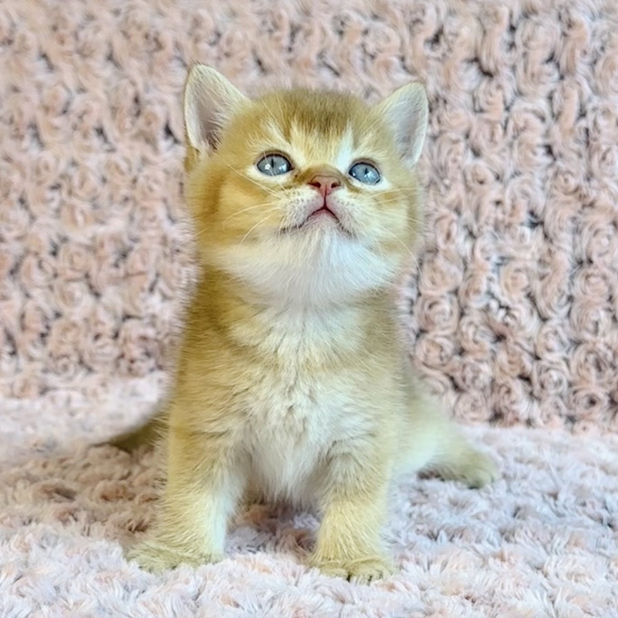 Golden Prince British Shorthair male, cinnamon golden shaded