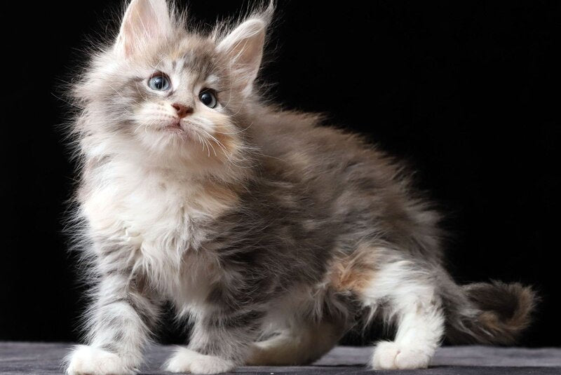 Naomi Maine Coon female, blue tortie silver tabby bicolour