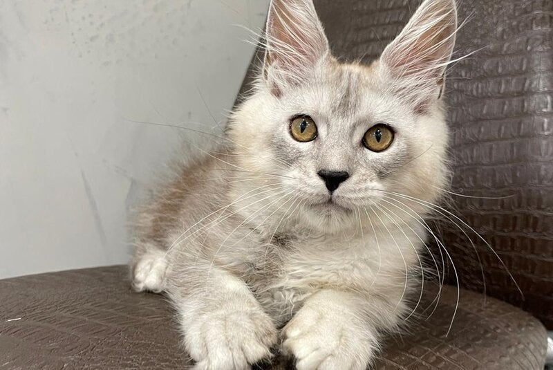 King Maine Coon male, black silver ticked tabby