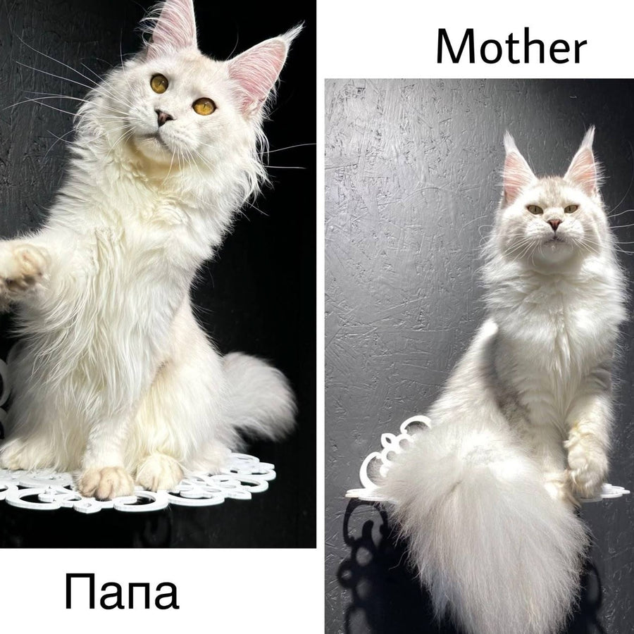 Piatnica Maine Coon female, black tortie silver ticked tabby