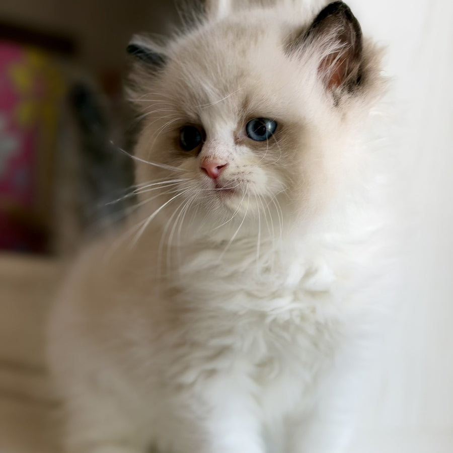 Romka Ragdoll male, black bicolour