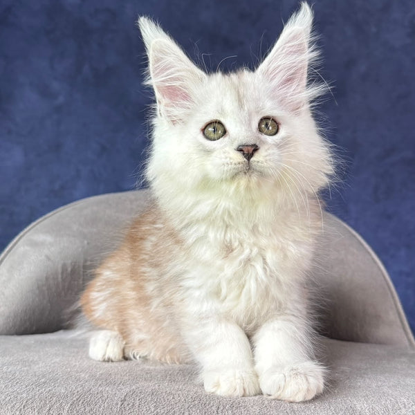 Tabatha Maine Coon female, black silver spotted tabby