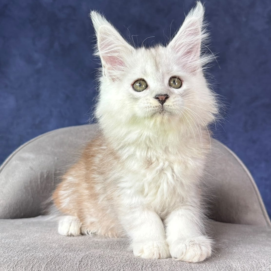 Tabatha Maine Coon female, black silver spotted tabby