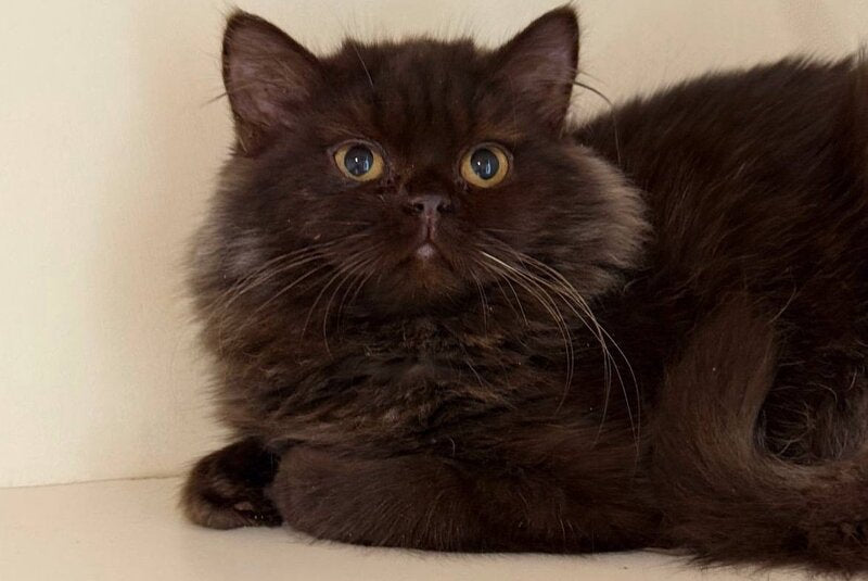 Finik British Longhair male, chocolate