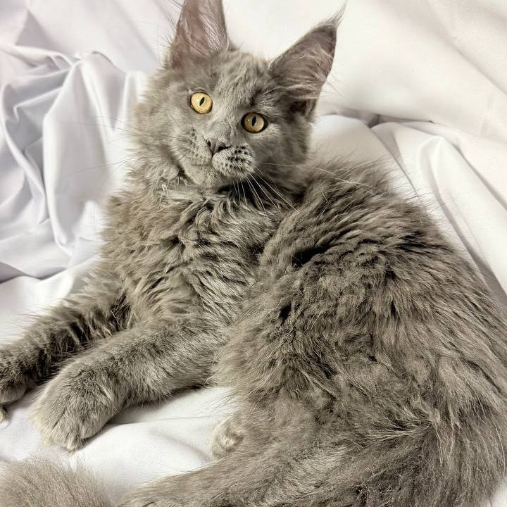 Fablette Maine Coon polydactyl 6x6x6x6 female, blue silver with white