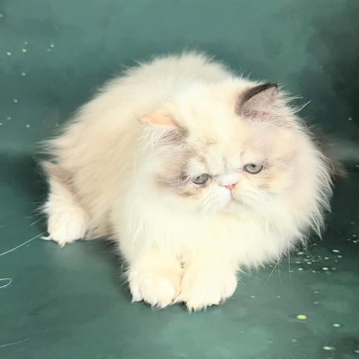 Nelli Persian female, blue tortie pointed bicolour
