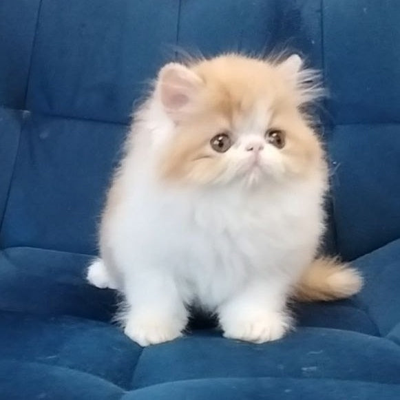 Chilitta Persian female, red bicolour