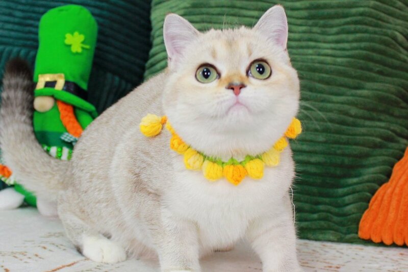 Iva Scottish Straight female chocolate golden ticked tabby pointed bicolour - live animals