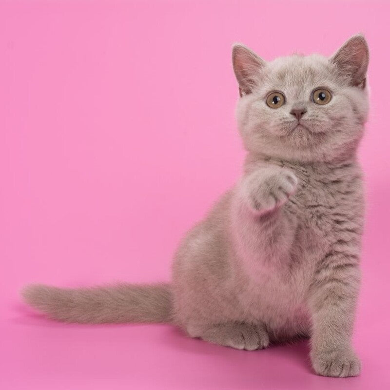 Oriana British Shorthair female, lilac