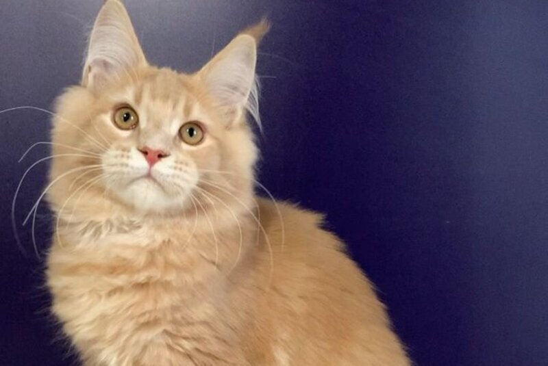 Vatican Maine Coon male, cream ticked tabby