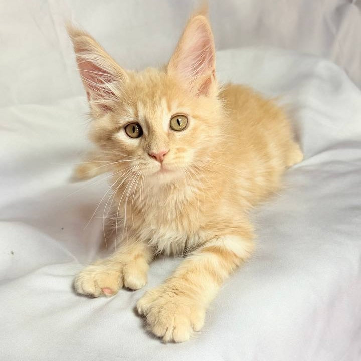 Lyndon Maine Coon polydactyl 5x5x6x6 male, cream silver tabby