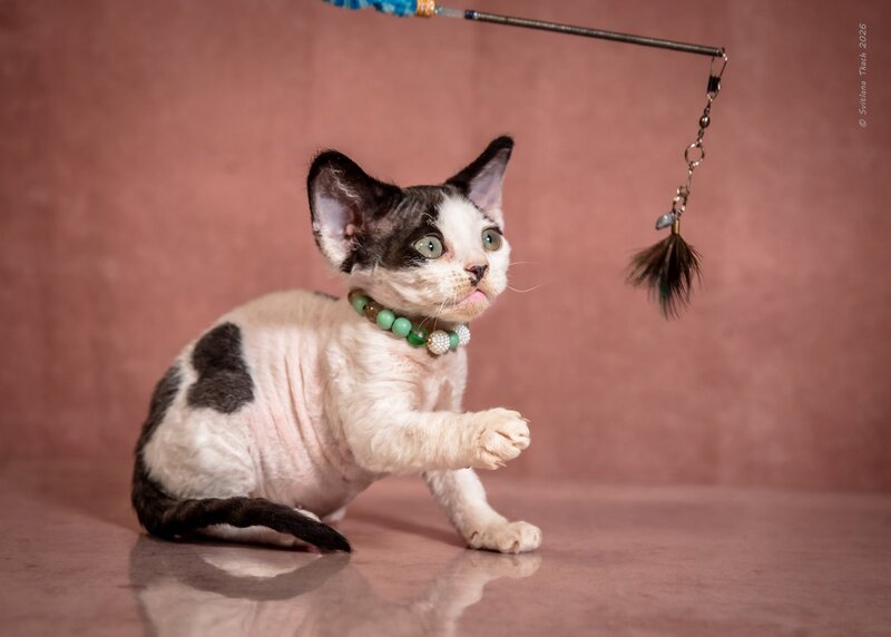 Luntik Devon Rex male, black harlequin