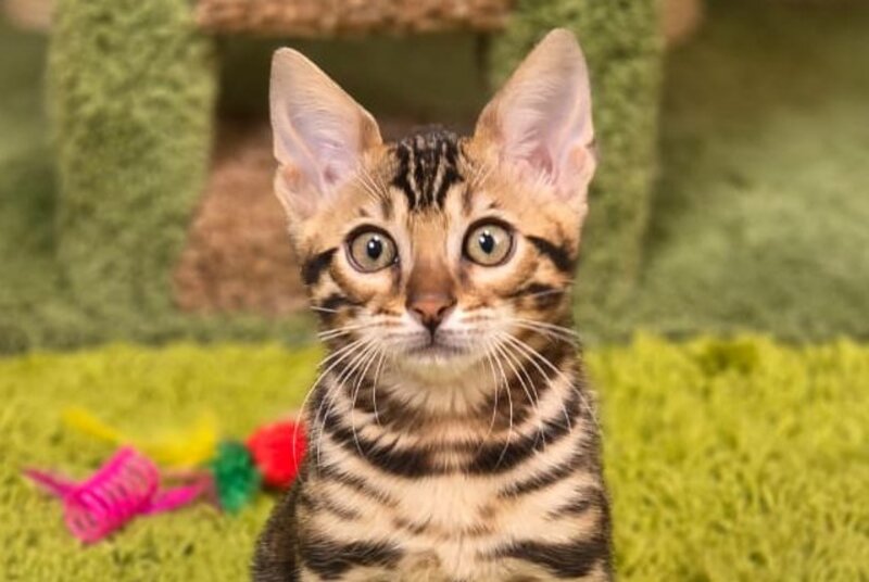 Fluffy Bengal female, black spotted tabby