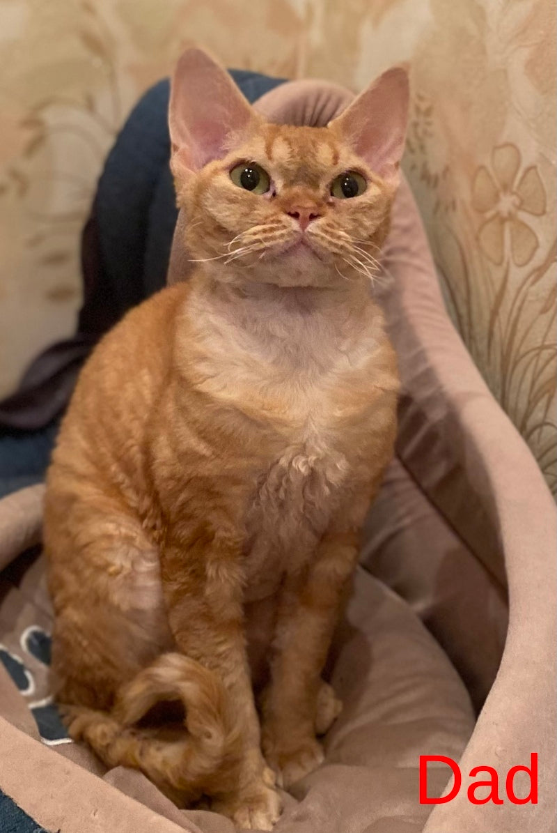 Zeus Devon Rex male, white