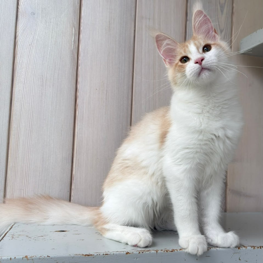 Nicole Maine Coon female, cream silver spotted tabby bicolour
