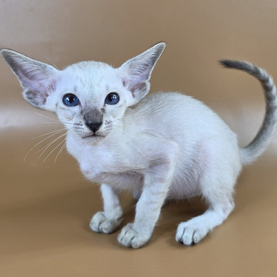 Yasmin Siamese female, black spotted tabby