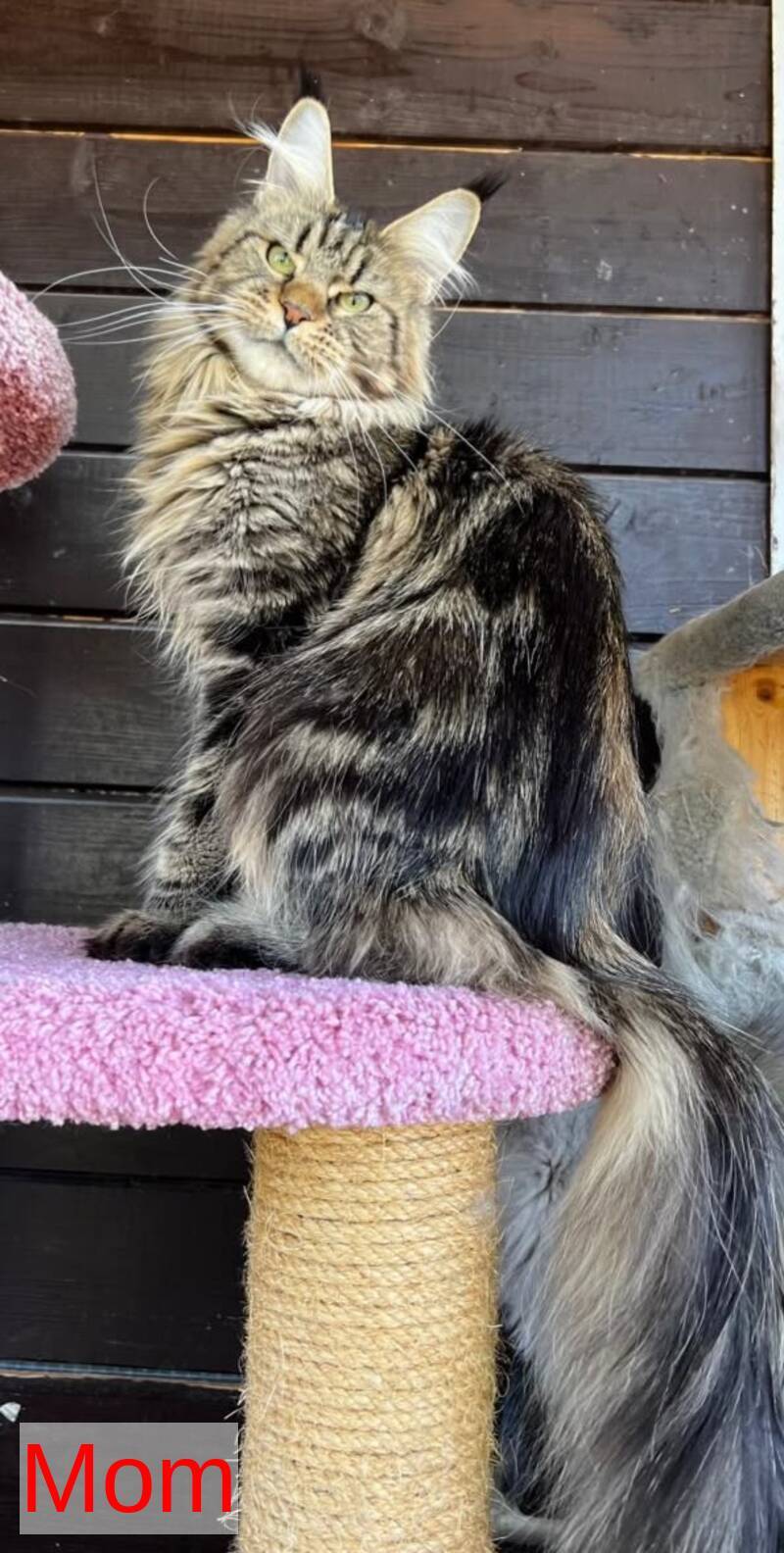 Fil Maine Coon male, black tabby